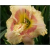 Hemerocallis Darn That Dream - Liliowiec Darn That Dream - kwiat różowo-kremowe, żółte gardło, wys. 70, kw 7/8 FOTO