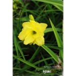 Hemerocallis Double Cutie - Liliowiec Double Cutie - kwiat żółty, pełny, wys. 40, kw 6/8 FOTO