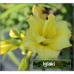 Hemerocallis Double Cutie - Liliowiec Double Cutie - kwiat żółty, pełny, wys. 40, kw 6/8 FOTO