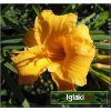 Hemerocallis Eenie Allegro - Liliowiec Eenie Allegro - kwiat pomarańczowo-żółty, wys. 40, kw. 7/8 FOTO