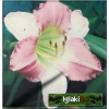 Hemerocallis Final Touch - Liliowiec Final Touch - kwiat różowo-lawendowy, wys. 70, kw. 7/8 FOTO