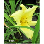 Hemerocallis Fragrant Returns - Liliowiec Fragrant Returns - żółte, wys. 60, kw. 7/10 FOTO
