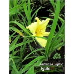 Hemerocallis Fragrant Returns - Liliowiec Fragrant Returns - żółte, wys. 60, kw. 7/10 FOTO