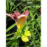 Hemerocallis French Lingerie - Liliowiec French Lingerie - kwiat lawendowy ze złotą falbanką, złote gardło, wys. 60, kw 7/8 FOTO