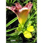 Hemerocallis French Lingerie - Liliowiec French Lingerie - kwiat lawendowy ze złotą falbanką, złote gardło, wys. 60, kw 7/8 FOTO