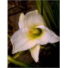 Hemerocallis Gentle Shepherd - Liliowiec Gentle Shepherd - biało-kremowe,  wys. 60, kw 7/8 FOTO