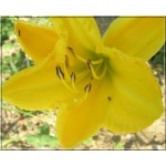 Hemerocallis Glittering Treasure - Liliowiec Glittering Treasure - żółte, wys. 60, kw. 7 FOTO