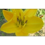 Hemerocallis Glittering Treasure - Liliowiec Glittering Treasure - żółte, wys. 60, kw. 7 FOTO