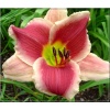 Hemerocallis Got Milk - Liliowiec Got Milk - kwiat różowo-kremowy, zielone gardło, wys. 70, kw 7/8 C2 