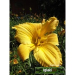 Hemerocallis Halina - Liliowiec Halina - żółty, wys.70, kw 7/8 FOTO