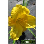 Hemerocallis Halina - Liliowiec Halina - żółty, wys.70, kw 7/8 FOTO
