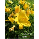 Hemerocallis Happy Returns - Liliowiec Happy Returns - cytrynowy, żółte gardło, wys. 45, kw. 7/8 FOTO