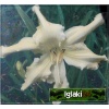 Hemerocallis Heavenly Curls - Liliowiec Heavenly Curls - kwiat biało-żółty, wys. 65, kw. 7/8 FOTO