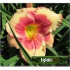 Hemerocallis Hello Screamer - Liliowiec Hello Screamer - kwiat kremowy z różowym środkiem, zielone gardło, wys. 70, kw. 7/8 FOTO