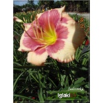 Hemerocallis Hello Screamer - Liliowiec Hello Screamer - kwiat kremowy z różowym środkiem, zielone gardło, wys. 70, kw. 7/8 FOTO