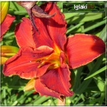 Hemerocallis Highland Lord  - Liliowiec Highland Lord - kwiat pełny czerwony, żółte gardło, wys. 55, kw 7/8 FOTO