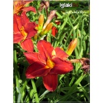 Hemerocallis Highland Lord  - Liliowiec Highland Lord - kwiat pełny czerwony, żółte gardło, wys. 55, kw 7/8 FOTO