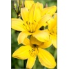 Hemerocallis Corky - Liliowiec Corky - żółty drobny, wys. 80, kw 7/8 FOTO