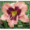 Hemerocallis Daring Deception - Liliowiec Daring Deception - kwiat różowy z bordowym, zielone gardło, wys 90, kw. 7/8 FOTO