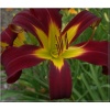 Hemerocallis I See Stars - Liliowiec I See Stars - kwiat czerwony, żółte gardło, wys. 70, kw 7/8 FOTO