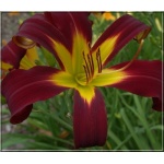 Hemerocallis I See Stars - Liliowiec I See Stars - kwiat czerwony, żółte gardło, wys. 70, kw 7/8 FOTO