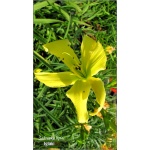 Hemerocallis It\'s Soul Time - Liliowiec It\'s Soul Time - kwiat żółty, wys. 65, kw. 7/8 FOTO