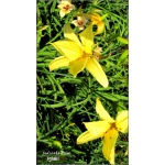 Hemerocallis It\'s Soul Time - Liliowiec It\'s Soul Time - kwiat żółty, wys. 65, kw. 7/8 FOTO