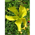 Hemerocallis It\'s Soul Time - Liliowiec It\'s Soul Time - kwiat żółty, wys. 65, kw. 7/8 C1,5 P