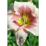 Hemerocallis Janice Brown - Liliowiec Janice Brown - różowe, wys. 55, kw. 7/8 FOTO