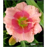 Hemerocallis Janice Brown - Liliowiec Janice Brown - różowe, wys. 55, kw. 7/8 FOTO