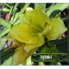 Hemerocallis Jerusalem - Liliowiec Jerusalem - kwiat żółty, wys. 60, kw 7/8 FOTO