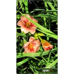 Hemerocallis Just My Size - Liliowiec Just My Size - różowy z czerwonym oczkiem, wys. 40, kw. 7/8 C1,5 P