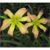 Hemerocallis Ledgewoods Irish Spirit - Liliowiec Ledgewoods Irish Spirit - kwiat jasnoróżowy z zielono-żółtym gardłem, wys. 70, kw. 7/8 C1,5 P