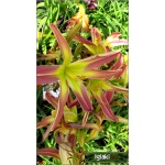 Hemerocallis Ledgewoods Irish Spirit - Liliowiec Ledgewoods Irish Spirit - kwiat jasnoróżowy z zielono-żółtym gardłem, wys. 70, kw. 7/8 C1,5 P
