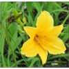 Hemerocallis Lemon Bells - Liliowiec Lemon Bells - żółte, wys. 85, kw. 7/9 FOTO