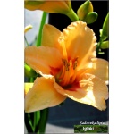 Hemerocallis Little Women - Liliowiec Little Women - kwiat brzoskwiniowy z czerwonym środkiem, zielone gardło wys. 55, kw. 7/8 C1,5 P