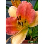 Hemerocallis Longfields Chihuahua - Liliowiec Longfields Chihuahua - kwiat różowo-brzoskwiniowy, zielone gardło, wys. 35, kw. 7/8 C1,5 P
