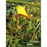 Hemerocallis Middendorffii - Liliowiec Middendorffii - kwiat żółto-pomarańczowy, wys. 65, kw. 7/8 C1,5