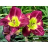 Hemerocallis Night Beacon - Liliowiec Night Beacon - kwiat ciemno-purpurowy, zielone gardło, wys. 60, kw. 7/8 C1,5 P