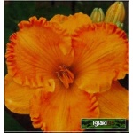 Hemerocallis Orange Nassau - Liliowiec Orange Nassau - ciemnożółty, wys.65, kw 7/8 C1,5 P