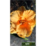 Hemerocallis Seventy Times Seven - Liliowiec Seventy Times Seven - kwiat jasnopomarańczowy, wys. 70, kw. 7/8 FOTO
