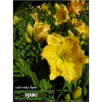 Hemerocallis Siloam Harold Flickinger - Liliowiec Siloam Harold Flickinger - kwiat żółty z zielonym gardłem, wys. 70, kw. 7/8 C1,5