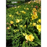 Hemerocallis Siloam Harold Flickinger - Liliowiec Siloam Harold Flickinger - kwiat żółty z zielonym gardłem, wys. 70, kw. 7/8 FOTO