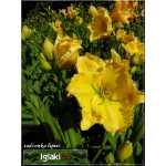 Hemerocallis Siloam Harold Flickinger - Liliowiec Siloam Harold Flickinger - kwiat żółty z zielonym gardłem, wys. 70, kw. 7/8 FOTO