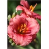Hemerocallis Siloam Paul Watts - Liliowiec Siloam Paul Watts - kwiat czerwony, wys. 45, kw. 7/8 C1,5
