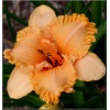Hemerocallis Spacecoast Small Talk - Liliowiec Spacecoast Small Talk - kwiat żółto-pomarańczowy, wys. 60, kw. 6/7 C1,5