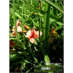 Hemerocallis Success Story - Liliowiec Success Story - kwiat pomarańczowy, czerwony środek, żółte gardło, wys. 70, kw. 7/8 C1,5 P