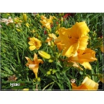 Hemerocallis Texas Sunlight - Liliowiec Texas Sunlight - kwiat złoto-żółty, wys. 65, kw. 7/8 C1,5 P