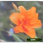 Hemerocallis Tree tears - Liliowiec Tree tears - pomarańczowy, wys.40, kw 6/8 C1,5 P