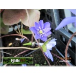Hepatica Nobilis - Przylaszczka pospolita - niebieski, wys 10, kw 3/4 FOTO